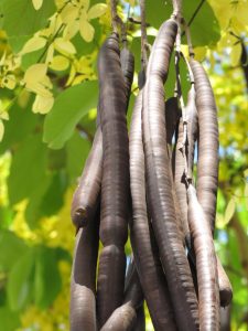Cassia_Fistula