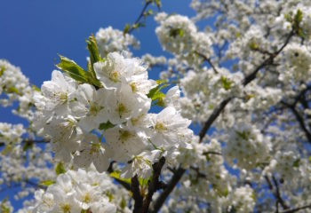 Kirschbluete