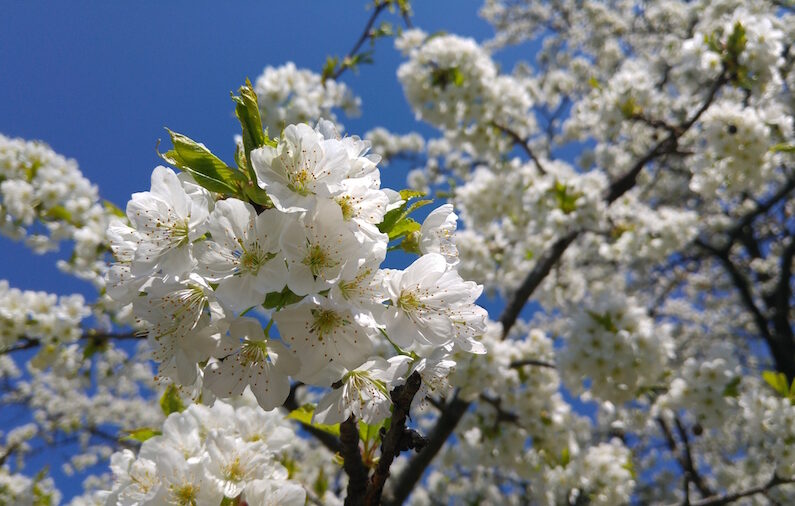 Kirschbluete