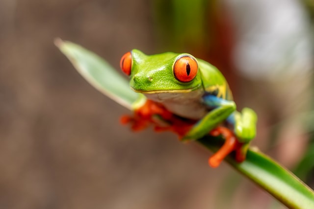 Laubfrosch_geoffrey-baumbach-12BoBPYlGd0-unsplash