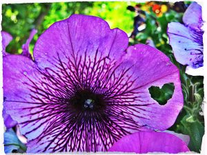 love-flower by Foto Franz